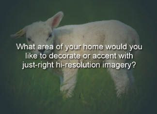 What area of your home would you like to decorate or accent with just-right hi-resolution imagery?